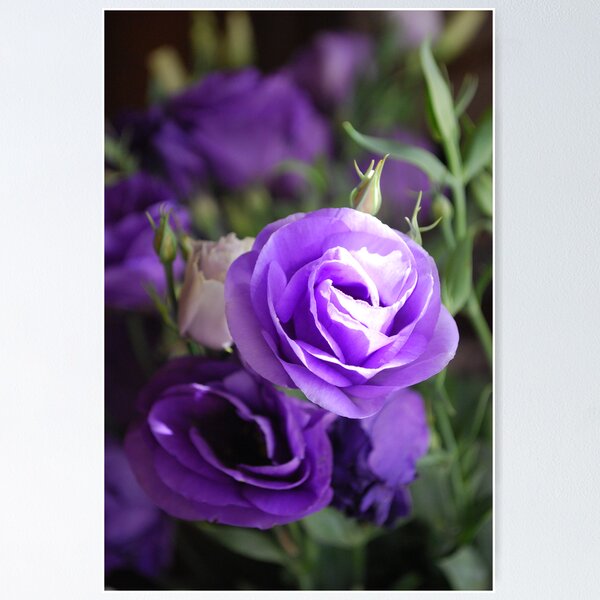 Item preview, Lithianthus enjoys the morning sun. designed and sold by Lozzar Flowers & Art.