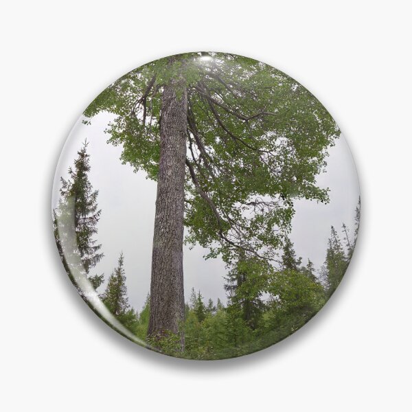 Item preview, The height of an aspen. Konttainen 2025 designed and sold by Jouko Lehto Photography.