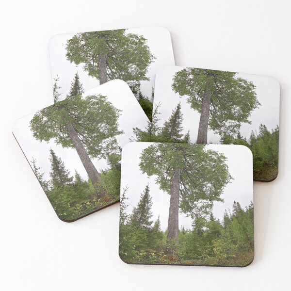 Item preview, The height of an aspen. Konttainen 2025 designed and sold by Jouko Lehto Photography.