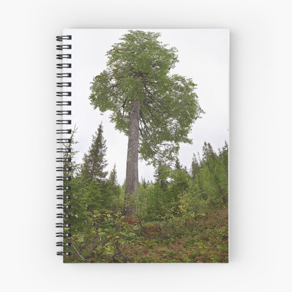Item preview, The height of an aspen. Konttainen 2025 designed and sold by Jouko Lehto Photography.