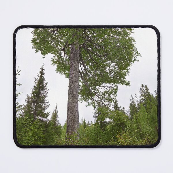 Item preview, The height of an aspen. Konttainen 2025 designed and sold by Jouko Lehto Photography.