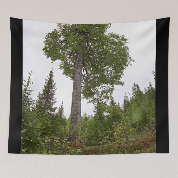Item preview, The height of an aspen. Konttainen 2025 designed and sold by Jouko Lehto Photography.