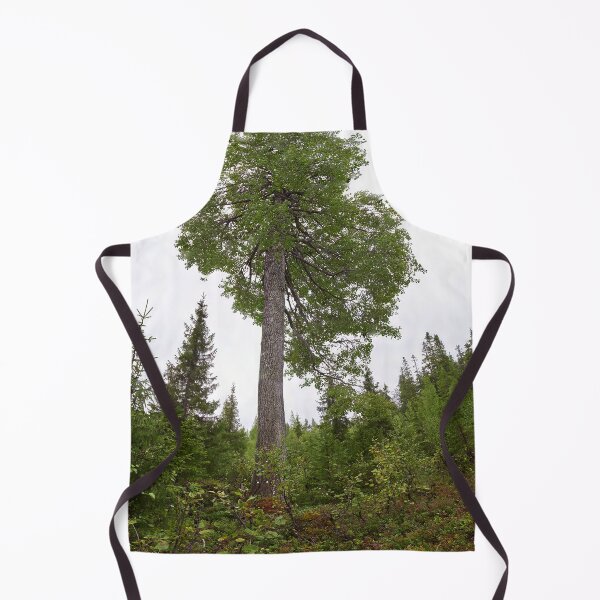Item preview, The height of an aspen. Konttainen 2025 designed and sold by Jouko Lehto Photography.