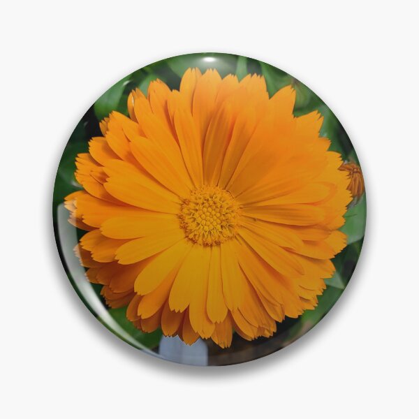 Item preview, Colorado Orange flower Calendula Wildflower designed and sold by SR-Online-Store.
