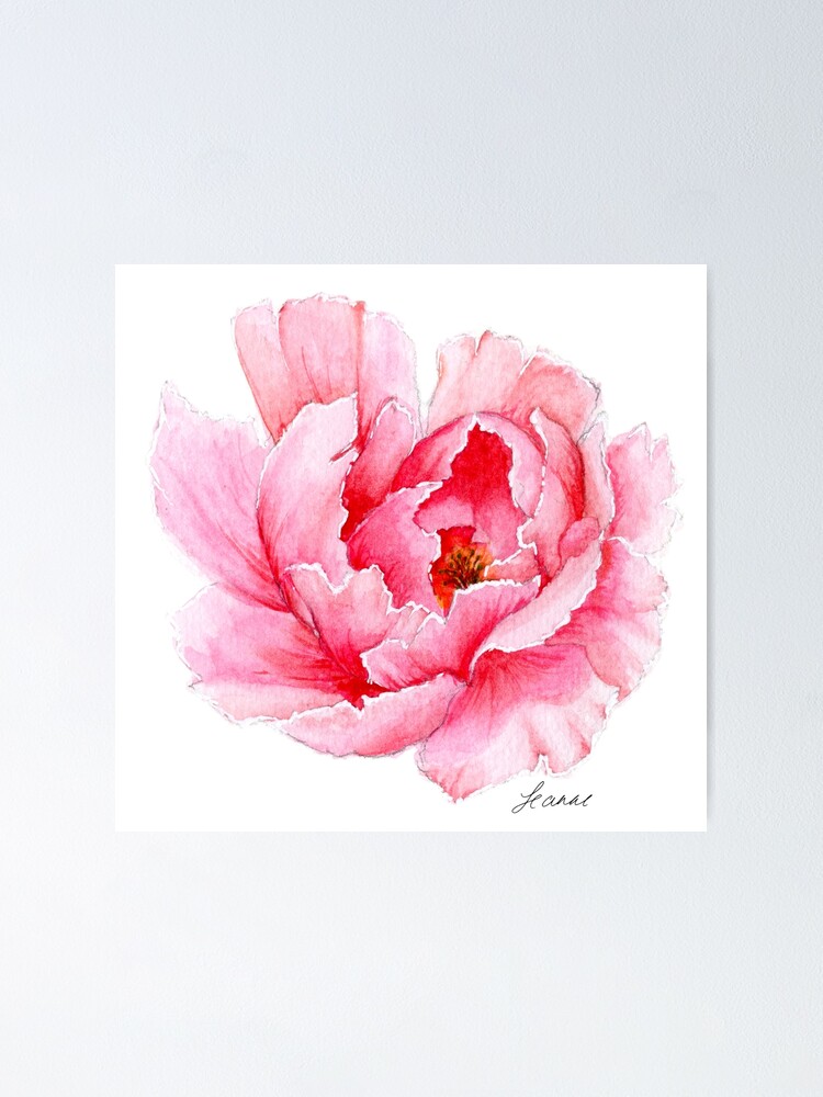 Poster « Pivoine aquarelle rose », par leanneland | Redbubble