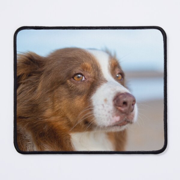 Item preview, Australian Shepherd Dog Chilling along the Beach designed and sold by VanGaldo.