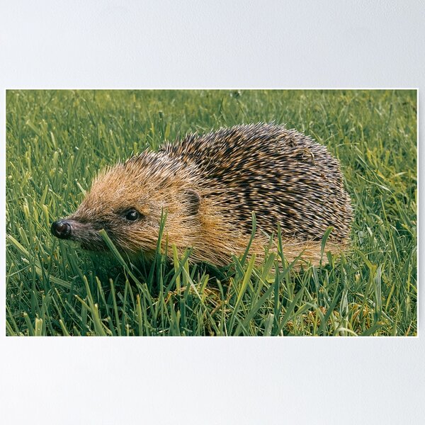 Artikelvorschau, SOMMER-IGEL IM GRAS entworfen und verkauft von Richard Brookes Photography.