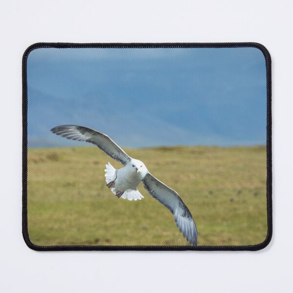 Item preview, Incoming Northern Fulmar at Arnarstapi designed and sold by Debra Martz.