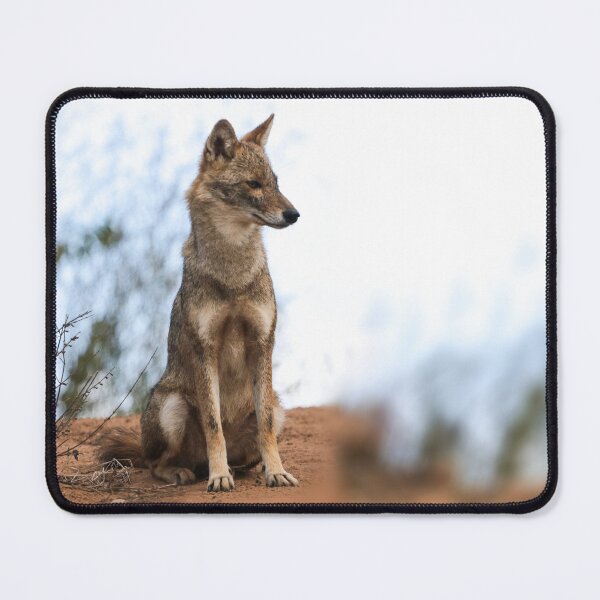 Item preview, jackal designed and sold by LaGalleria-BNS by Moses Benson Gallery.