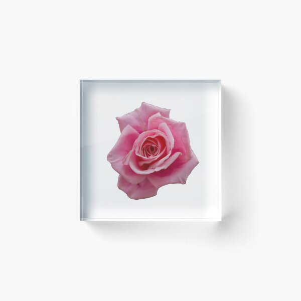 Item preview, Pink Rose  designed and sold by Phelan's Photos.