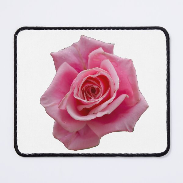 Item preview, Pink Rose  designed and sold by Phelan's Photos.