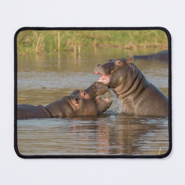 Item preview, Clash of Hippos — Power and Fury on the African River designed and sold by DavideAntoniani.