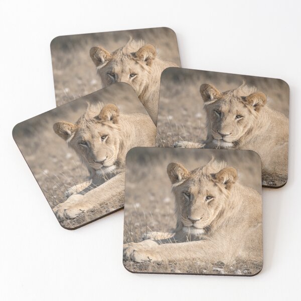 Item preview, Young Lion of Kgalagadi — The Future King Resting in the Dunes designed and sold by DavideAntoniani.