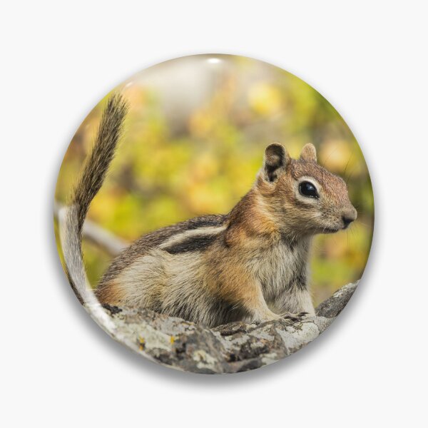 Item preview, Alert Chipmunk on Lichen-Covered Rock designed and sold by Jarrett720.