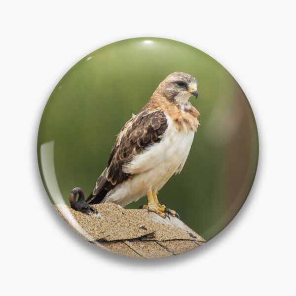 Item preview, Majestic Hawk Perched on Roof designed and sold by Jarrett720.