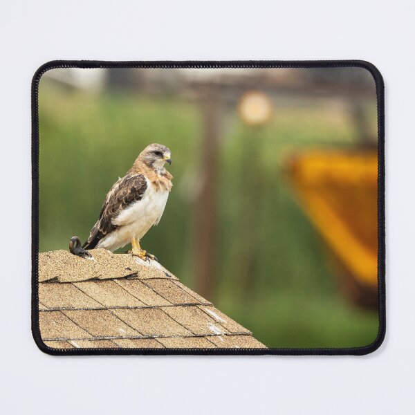 Item preview, Majestic Hawk Perched on Roof designed and sold by Jarrett720.
