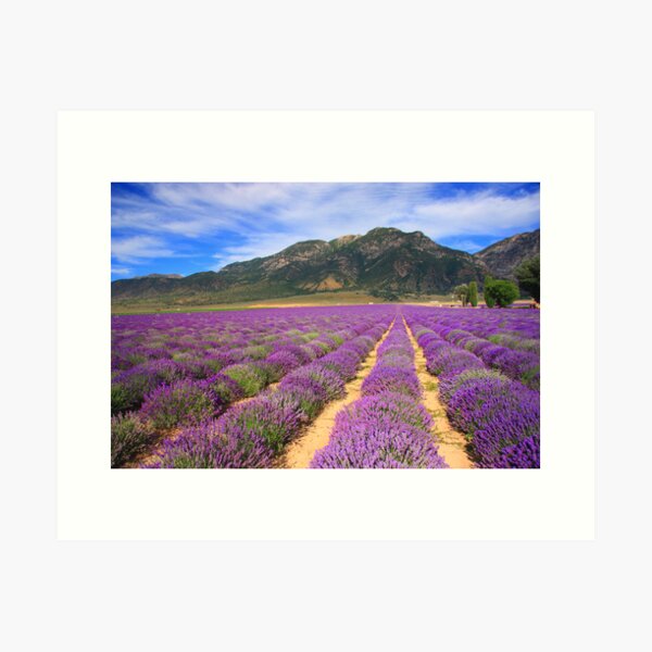 Lavender Fields Art Print