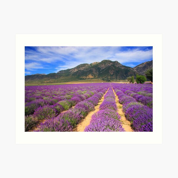 Lavender Fields Art Print