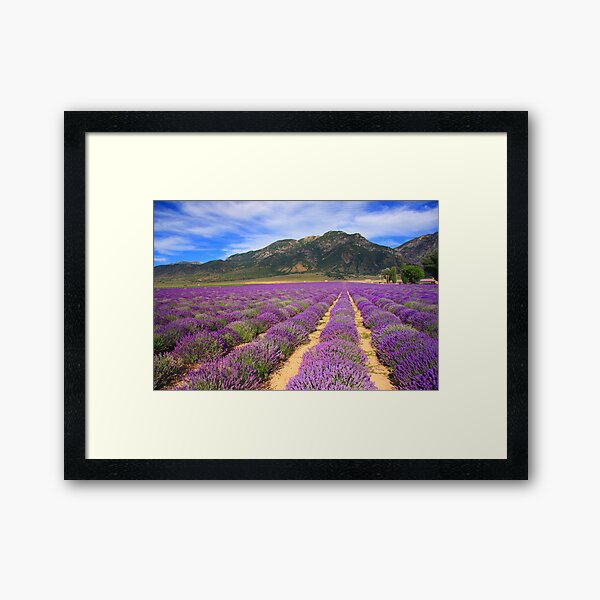 Lavender Fields Framed Art Print