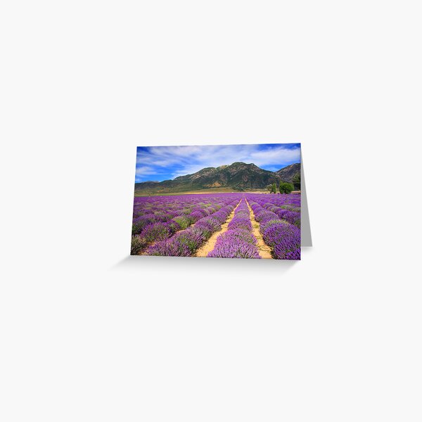 Lavender Fields Greeting Card