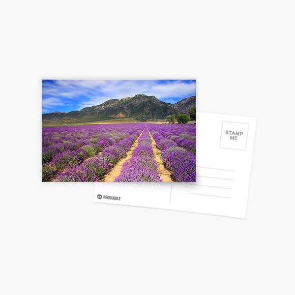 Lavender Fields Postcard
