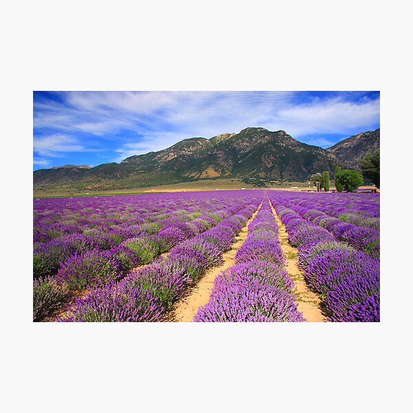 Lavender Fields Photographic Print