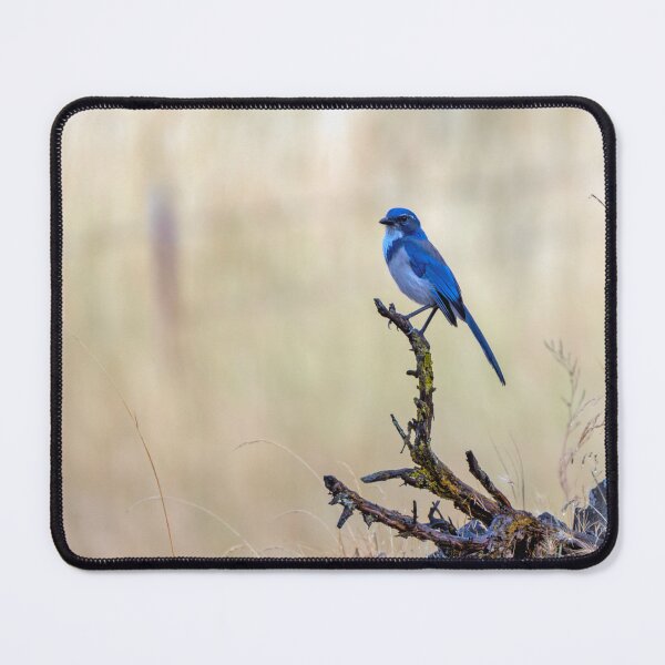 Item preview, California Scrub Jay perched on fallen log designed and sold by lisavonbiela.
