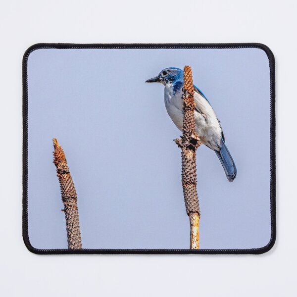 Item preview, Single California Scrub Jay perched high up in a tree designed and sold by lisavonbiela.