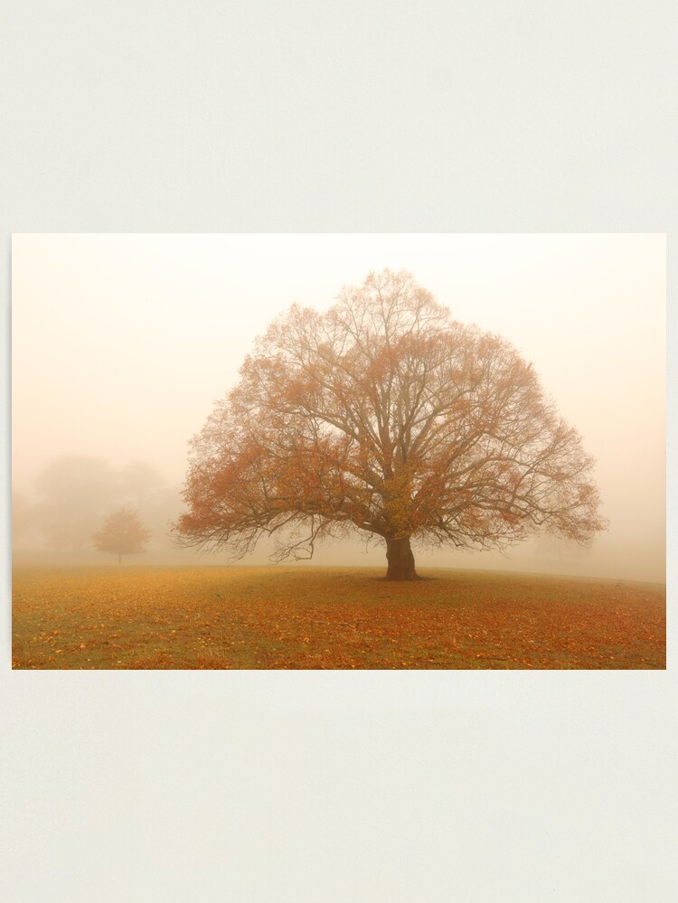 Alternate view of Autumn Fog, Daylesford, Australia Photographic Print