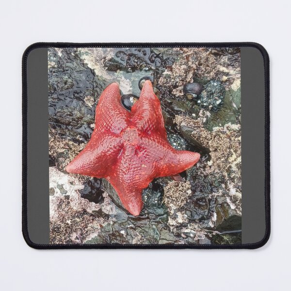 Item preview, Bright Red Starfish on the Mendocino California Coast – Coastal Nature Photography designed and sold by PEACELOVERSART.