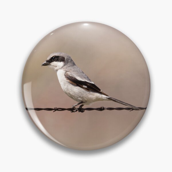 Item preview, Solitary Loggerhead Shrike on Barbed Wire designed and sold by Jarrett720.