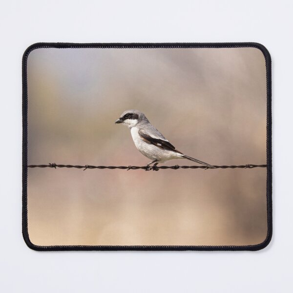 Item preview, Solitary Loggerhead Shrike on Barbed Wire designed and sold by Jarrett720.