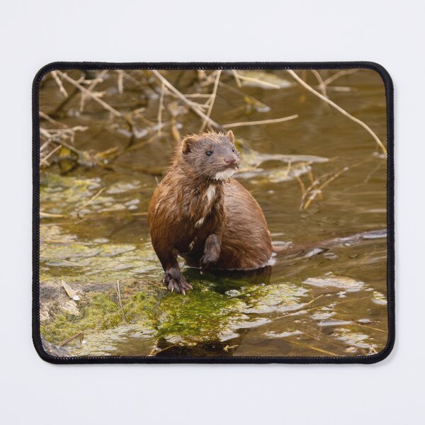 Item preview, Wet Mink on Mossy Stream Rock designed and sold by Jarrett720.