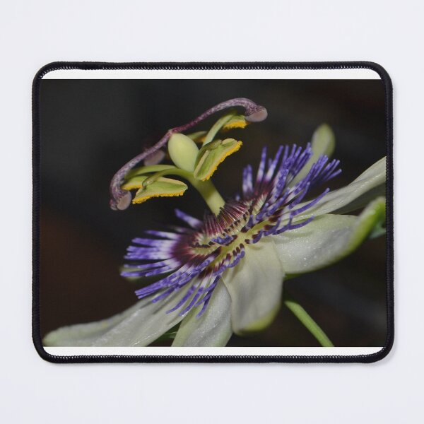 Item preview, Passionfruit flower designed and sold by Helen Greenwood.