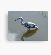 Little Blue Heron Canvas Print