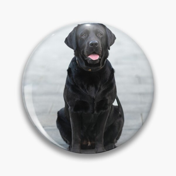 Artikelvorschau, Schwarzer Labrador Retriever beim Chillen entworfen und verkauft von VanGaldo.