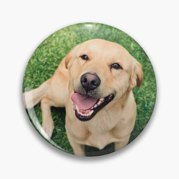 Artikelvorschau, Glücklicher Labrador Retriever Hund entworfen und verkauft von VanGaldo.