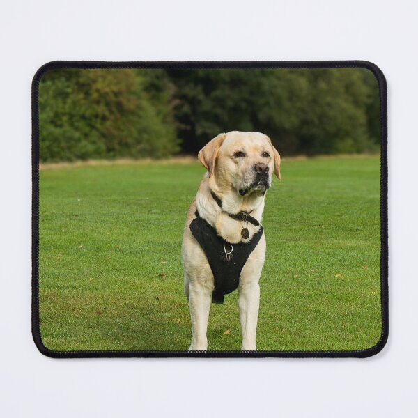 Item preview, Labrador Retriever Dog Loves the Park designed and sold by VanGaldo.