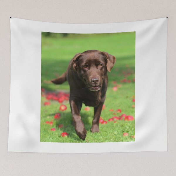 Item preview, Labrador Retriever Dog Inspecting Fall Apples designed and sold by VanGaldo.