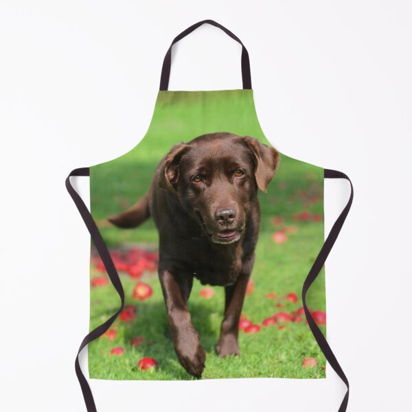 Item preview, Labrador Retriever Dog Inspecting Fall Apples designed and sold by VanGaldo.