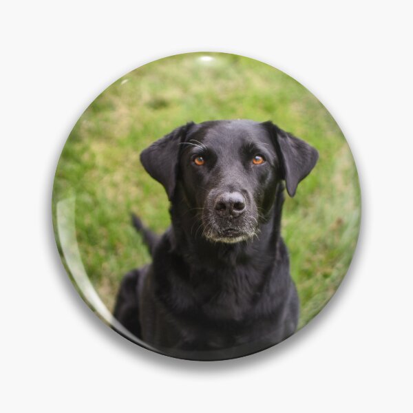 Item preview, Labrador Retriever Dog Waiting Patiently  designed and sold by VanGaldo.
