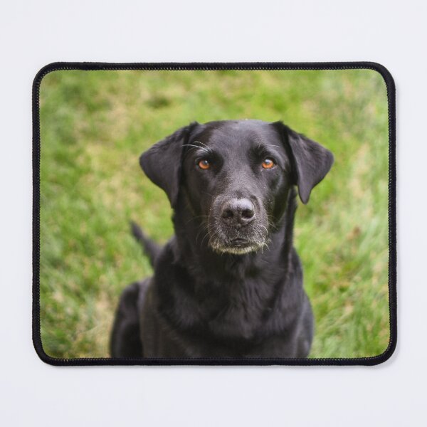 Item preview, Labrador Retriever Dog Waiting Patiently  designed and sold by VanGaldo.