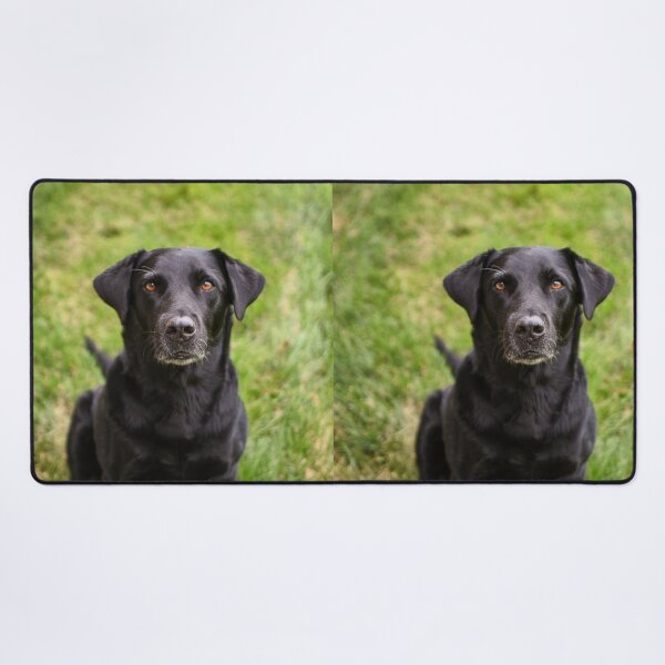Item preview, Labrador Retriever Dog Waiting Patiently  designed and sold by VanGaldo.