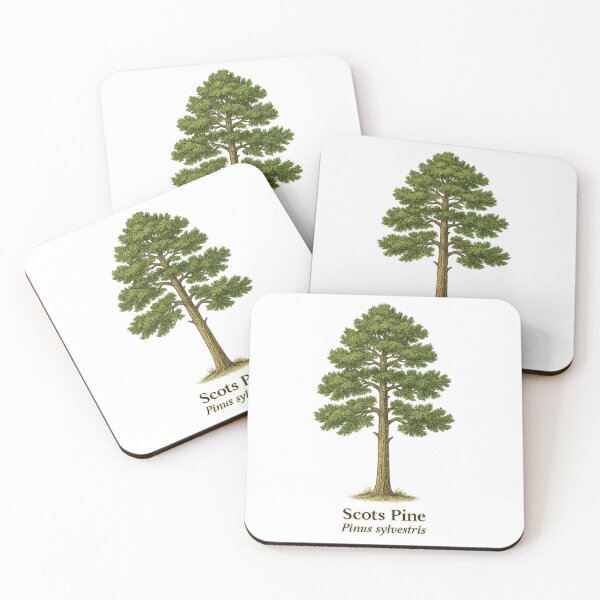 Item preview, Scots Pine Botanical Illustration – Pinus sylvestris designed and sold by BloomKind.