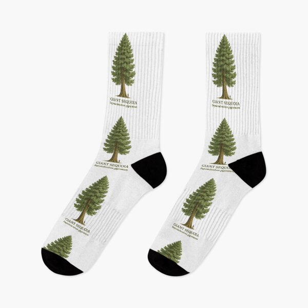 Item preview, Giant Sequoia Botanical Illustration – Sequoiadendron giganteum designed and sold by BloomKind.
