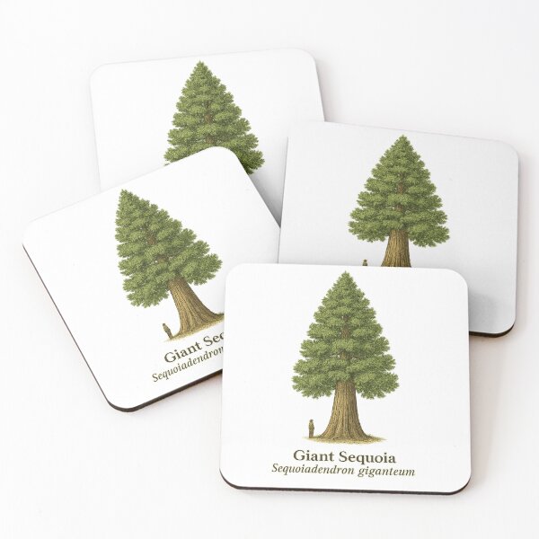 Artikelvorschau, Botanische Illustration eines Riesenmammutbaums 2 – Sequoiadendron giganteum entworfen und verkauft von BloomKind.