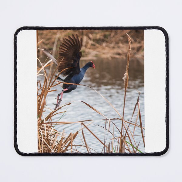 Item preview, flying bird at the wetlands designed and sold by Dan Parish Photography.