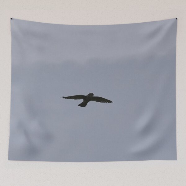 Item preview, Kestrel Hunting In Yorkshire designed and sold by Malcolm Snook.
