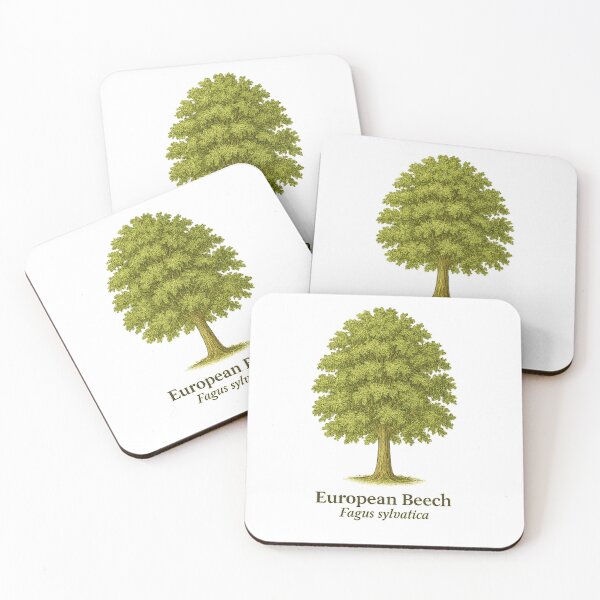 Item preview, European Beech Botanical Illustration – Fagus sylvatica designed and sold by BloomKind.