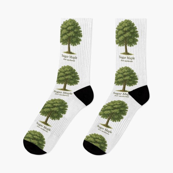 Item preview, Sugar Maple Botanical Illustration – Acer saccharum designed and sold by BloomKind.